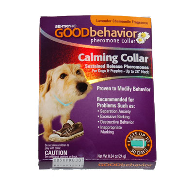 Good_Behavior_Dog